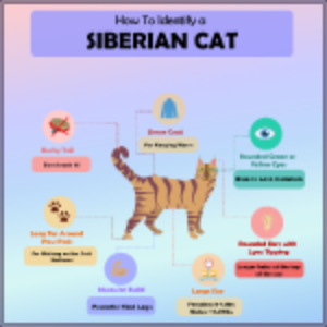 How to Identify A Siberian Cat thumb